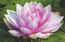 Rosa seerose masaniello gebraucht kaufen  Kaiserslautern