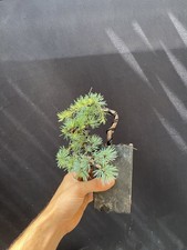 Blue atlas cedar for sale  Wallkill