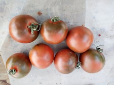 Pomodoro camone sardo usato  Trappeto