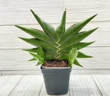 Sansevieria hybrid sawasdee for sale  Winchester