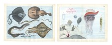 Antique print jellyfish for sale  LONDON