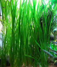 Vallisneria spiralis plante d'occasion  Krautergersheim