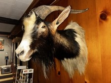 Catalina billy goat for sale  Minocqua
