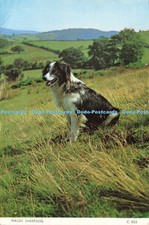 D213279 welsh sheepdog for sale  WARLINGHAM