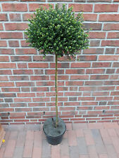 Bergilex ilex crenata gebraucht kaufen  Westerstede