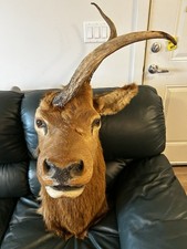 Elk shoulder mount for sale  Lynnwood