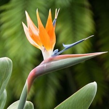 Strelitzia reginae orange for sale  DRIFFIELD