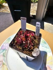 Venus flytrap cccp for sale  Lorton
