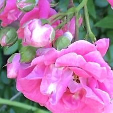 Heirloom pink seven for sale  Tatum