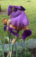 Set rhizome deutschen gebraucht kaufen Set rhizome deutschen gebraucht kaufen  Passau