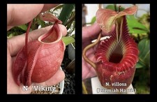Nepenthes viking villosa for sale  WOKING
