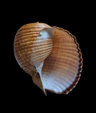 Shell conchiglia tonna usato  Forano