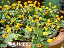 Toothache plant bulls for sale  DONCASTER