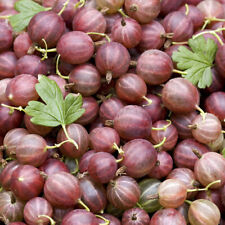 Gooseberry bush hinnomaki for sale  PETERBOROUGH