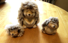 hedgehogs for sale hedgehogs for sale GLENROTHES