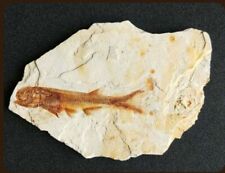 Vero pesce fossil usato  Spedire a Italy