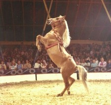 Vintage hoffman circus for sale  BARNET