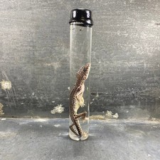 Spécimen humide gecko d'occasion  Marseille II