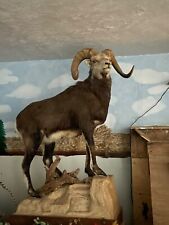 Large stone sheep for sale  Mason