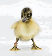 Fresh purebred welsh for sale  Lancaster