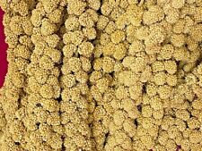 Millet spray bulk for sale  CHRISTCHURCH