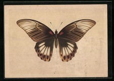 Künstler schmetterling indisc gebraucht kaufen  Berlin
