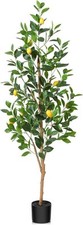 topiary plants for sale topiary plants for sale SALFORD