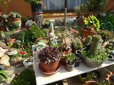 Crassulas grand lot d'occasion  Saint-Cyprien