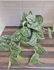 pothos satin plant for sale pothos satin plant for sale LONDON