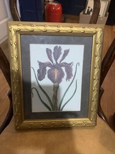Framed glazed botanical for sale  ASHBY-DE-LA-ZOUCH