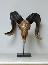 Taxidermie crane bélier d'occasion  Saultain