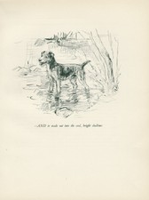 Lakeland terrier lovely for sale  COLEFORD
