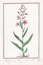Epipactis palustris marais gebraucht kaufen  Seubersdorf