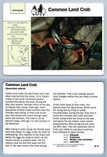Common land crab for sale  SLEAFORD