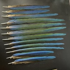 Set tail feathers for sale  Chicago