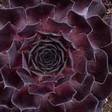 Sempervivum supersemp onyx for sale  Shipping to Ireland