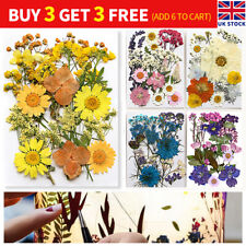 Premium dried flowers for sale  MANCHESTER