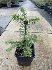 Noble fir tree for sale  CHORLEY