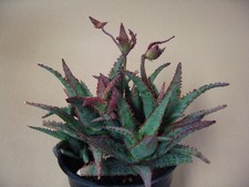 Aloe dracula blood for sale  Valley Center