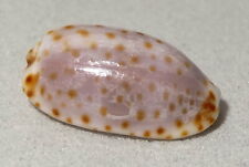 Meeresschnecke cypraea irrorat gebraucht kaufen  Illertissen