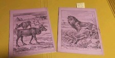 Quaderni vintage illustratore usato  Avellino