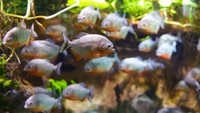 Pack red pacu for sale Pack red pacu for sale  Haslet