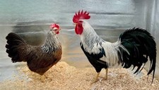 Fresh fertilized barnyard for sale  Sedro Woolley