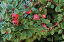 Cotoneaster dammeri stribs gebraucht kaufen  Goch