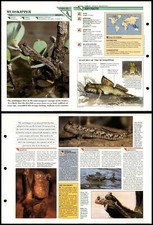 Mudskipper fish wildlife for sale  SLEAFORD