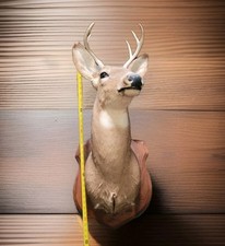 Whitetail deer head for sale  Beloit