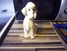standard poodle for sale standard poodle for sale SHEFFIELD