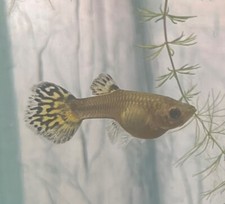 Fancy female guppy for sale  Emporia