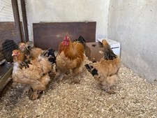 Buff colombian brahma for sale  FAREHAM