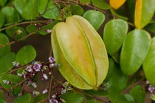 Semi averrhoa carambola usato  Reggio Calabria